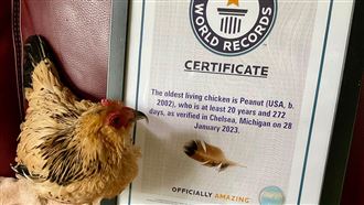 全球最高齡「老母雞」去世⋯享嵩壽21歲