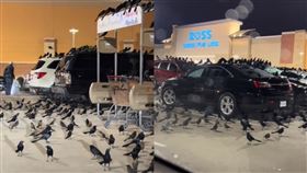 美國德州一家商場前有上百隻黑鳥停住。（圖／翻攝自Yvone Lapaz抖音）