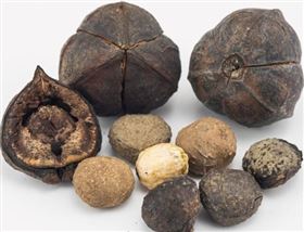 苗栗國中生吃「油桐子」5人嘔吐中毒送醫（圖／大千醫院提供）