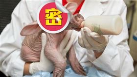 ▲土豚（圖／翻攝自微博）