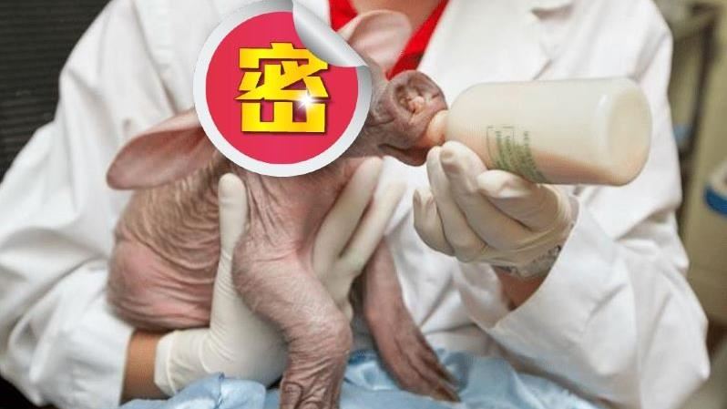 女孩撿到「無毛豬」越養越怪！哭訴這是啥