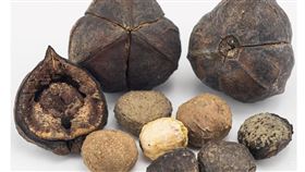 油桐子中的桐酸和皂素，會引起中毒，不可隨意食用。（圖／國立台灣博物館提供）