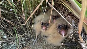畜產試驗所牧草區草鴞寶寶農業部畜產試驗所人員於112年11月9日傍晚收割牧草時，發現4隻草鴞雛鳥躲藏在草叢中。（台南市野生動物保育學會提供）中央社記者楊思瑞台南傳真  113年1月9日
