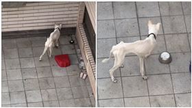 高雄,虐狗,頂樓,動保處