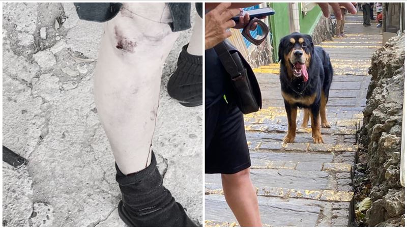 柴山大型犬攻擊山友濺血　網傻眼：是藏獒