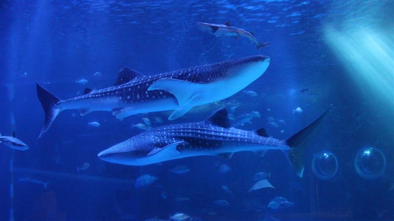 能登半島強震　水族館2明星鯨鯊撐1週雙亡