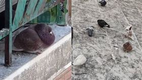 哈爾濱中央大街的鴿子被遊客餵到胖成一顆球。（圖／翻攝自 Sylvia是羞羞抖音）