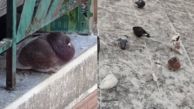 被遊客狂餵！哈爾濱鴿胖到沒脖子　網笑翻