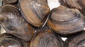 泰國菜市場買貝類，回家竟開到6.8克拉大珍珠。（示意圖／翻攝自pixabay）