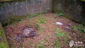 保育類台灣野山羊擅長攀爬和跳躍，但牠跌進蓄水池後照樣無法逃出生天，池壁上更留下讓人心痛的清晰刮痕。（圖／翻攝小鵂鶹生態工作室臉書）