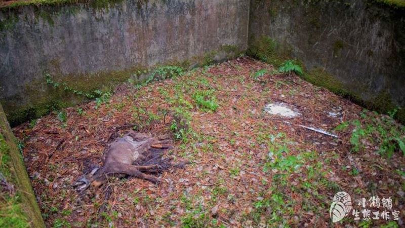 鼬獾、山羌冤死果園　廢棄蓄水池成亂葬崗