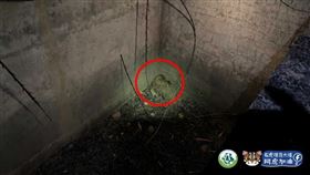 石虎也是廢棄蓄水池的受害者之一，近7年間發生至少6起跌落案件，其中僅1隻被幸運救起，剩下的石虎都成為水泥墳墓的犧牲者。（圖／翻攝石虎保育大使阿虎加油臉書）