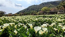 北市陽明山竹子湖海芋大道