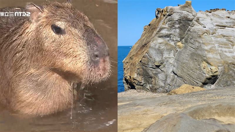 象鼻岩進化「水豚君岩」　現況照曝光