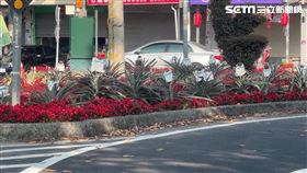 獨家／槽化島變開心農場！種逾30株鳳梨引矚目