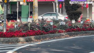 獨／槽化島變開心農場　種逾30株鳳梨受矚