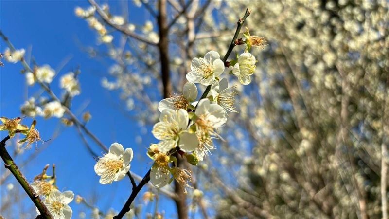 全台灣梅花滿開慢吞吞　賞花期可至1月底
