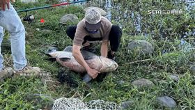 獨家／蓮池潭釣到「巨魚」！ 長約1公尺　重達約50公斤