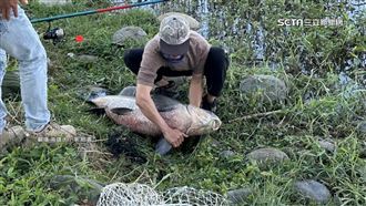 獨／蓮池潭釣巨魚　長約1公尺、重約50斤