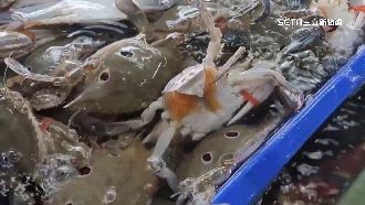 紅蟳「死了又沒蛋」　客人怨買活海鮮受騙