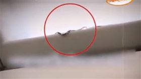 飛機上有蛇！空少機警，寶特瓶與塑膠袋抓蛇，化解空中危機，泰國(圖／翻攝自TikTok＠wannabnailssaion)