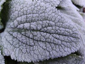 高山低溫「撒糖霜」　塔塔加銀白美景曝光（圖／翻攝畫面）