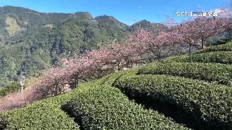 0關稅直通美國！台茶甩30年「西進悲歌」