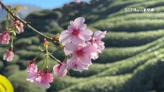 南投櫻花綻放　茶園交織200米粉巨龍美景