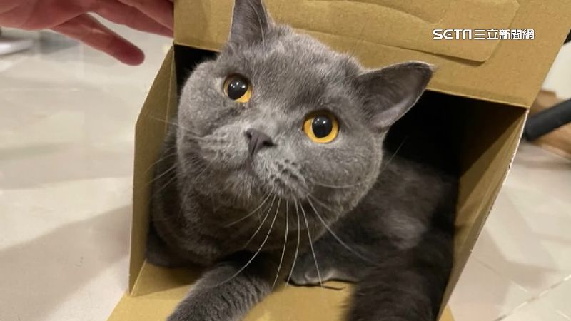 控愛貓送美容嗆死！飼主留1星評論被刪除