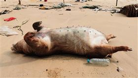 非洲豬瘟中央災害應變中心今（24）日表示，金門日前發現的海漂豬，被驗出非洲豬瘟病毒，為確保產業整體安全，金門縣豬隻及其產品，將暫停輸往台灣和其他離島至少1周。圖／金門縣府提供）