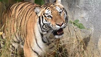 竹市動物園老虎兄弟離世　向六福村借虎
