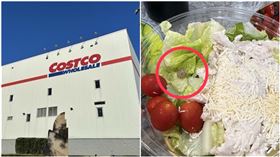 生菜沙拉「驚見活蝸牛在爬」！好市多回應：衛生局稽查一切正常