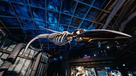 屏東海生館震撼藍鯨骨骼展升空遨遊　寒假遊玩秘笈「鯨」奇大公開（業配勿用）