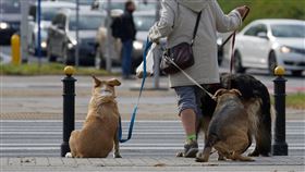 飼主，遛狗(圖／PIXABAY)