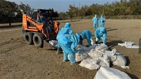 雲林縣動植物防疫所表示，東勢鄉1肉鵝場飼主14日發現鵝隻異常，並伴隨大量死亡，經通報採樣化驗，18日確診H5N1（高病原性禽流感），防疫所隨即採取撲殺作業，總計撲殺1477隻肉鵝。（防疫所提供）中央社記者姜宜菁傳真 113年1月18日