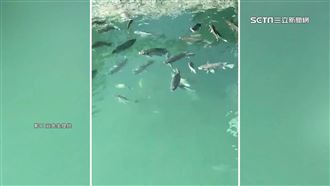 地震前兆？日月潭百隻台灣鯛浮出魚頭朝上