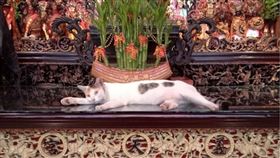 ▲三重義天宮隨處可見可愛貓咪休息。（圖／翻攝自三重義天宮粉絲專頁）