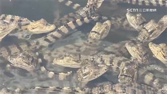 養殖防寒！小鱷魚「水池加熱」泡湯畫面曝