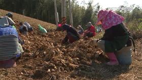 里長管好大！　禁止「外地薑農」採收走產業道路