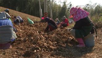 獨／里長管好大？禁止外地薑農走產業道路