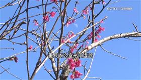 「擋路里長」爭議多　曾砍百棵櫻花樹惹議