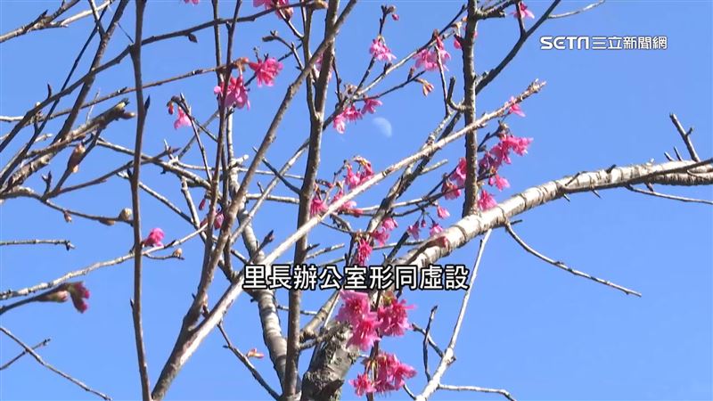 百棵櫻花樹遭砍光　三峽插角里長爭議多