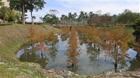 ▲東華大學「芳澤」水映落羽松美景！拍照打卡新景點（圖／翻攝畫面）