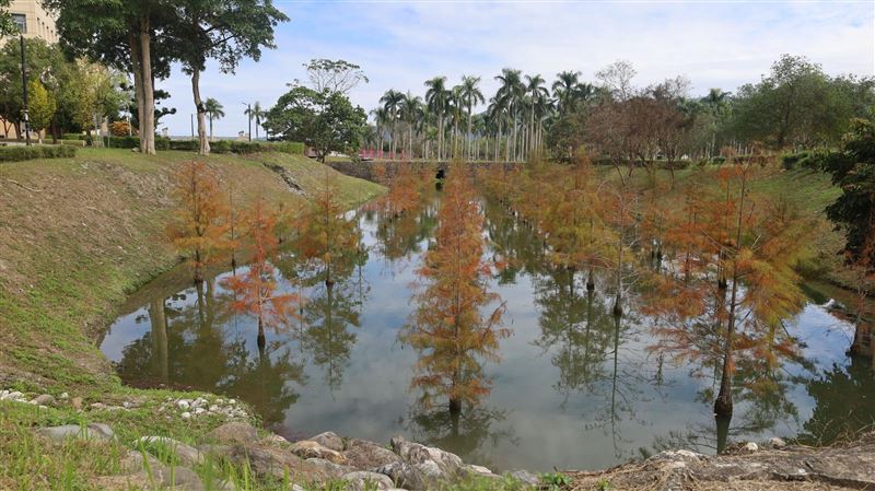 東華大學水映落羽松美景　拍照打卡新景點