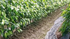 寒流將至  台東區農業改良場籲做好作物防寒中央氣象署預報，21日寒流南下，北部及東北部明顯轉冷，農業部台東區農業改良場提醒農民，即將採收的釋迦、荖葉以及其他蔬果類要做好作物防寒。圖為荖葉園。中央社記者盧太城台東攝  113年1月19日