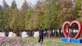 台南六甲落羽松季開幕天冷降溫，台南市六甲區落羽松轉紅，2024落羽松季20日開幕，遊客入林欣賞自然美景，漫步於繽紛色彩之中。（台南市政府提供）中央社記者張榮祥台南傳真  113年1月20日