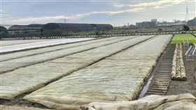 寒流,寒害,農漁作物,農業局