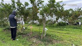 寒流即將來襲，台東釋迦農以及宜蘭的梨農也都繃緊神經，替水果做好保護，防止水果受到寒害造成損失。

