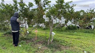 寒流來了果農怕怕！台東釋迦、三星梨防寒