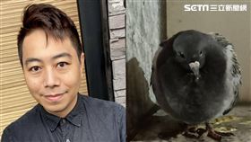 黃邦,鴿子。（合成圖／顧全提供、記者陳韋帆攝影）